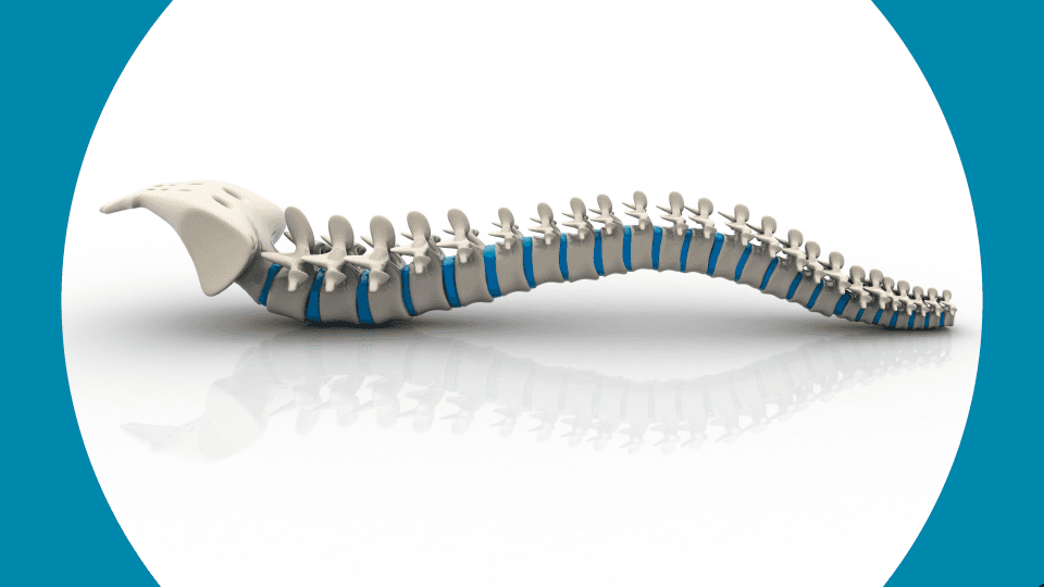 A computer generated picture of a healthy spine